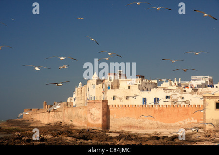 Möwen wirbeln durch die Luft oberhalb der Medina/Altstadt in Essaouira an der atlantischen Küste von Marokko, Nordafrika Stockfoto