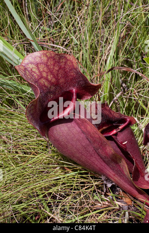 Fleischfressende Burk Schlauchpflanze Sarracenia Rosea Florida USA Stockfoto