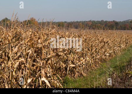 Mais-Feld im Herbst mit trocken Maisstroh Stockfoto