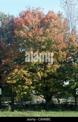 Maple tree in Autumn in full colour change Stockfoto