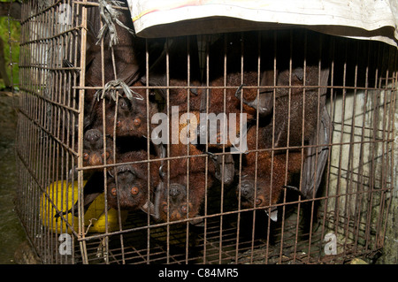 Fledermäuse zum Verkauf am Straßenstand, Teil des Buschfleischhandels, mit dem Risiko, dass Menschen- und Tierkrankheiten übergehen. Stockfoto