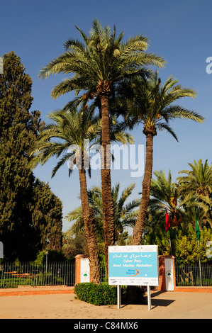 Cyber-Park Arsat Moulay Abdeslam, Avenue Mohammed V, Marrakesch, Marokko Stockfoto