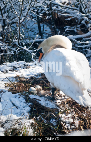 Höckerschwan mit Nest, drei Eiern und Schnee im April Stockfoto