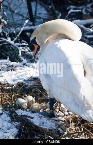 Höckerschwan mit Nest, drei Eiern und Schnee im April Stockfoto