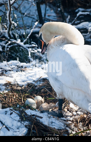 Höckerschwan mit Nest, drei Eiern und Schnee im April Stockfoto