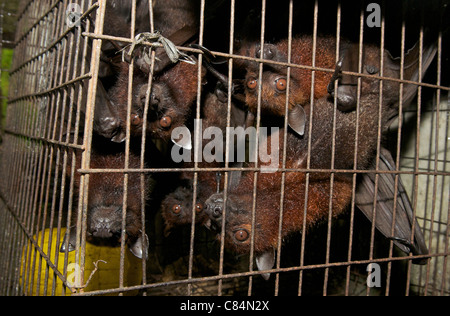 Fledermäuse zum Verkauf am Straßenstand, Teil des Buschfleischhandels, mit dem Risiko, dass Menschen- und Tierkrankheiten übergehen. Stockfoto