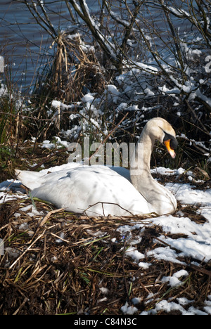 Höckerschwan auf Nest, mit Schnee im April Stockfoto