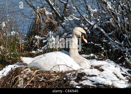 Höckerschwan auf dem Nest mit Schnee im April Stockfoto