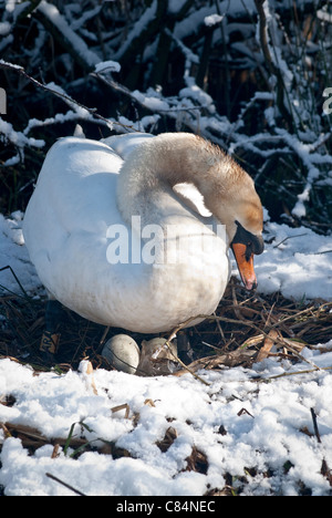 Höckerschwan mit Nest, Eiern und Schnee im April Stockfoto