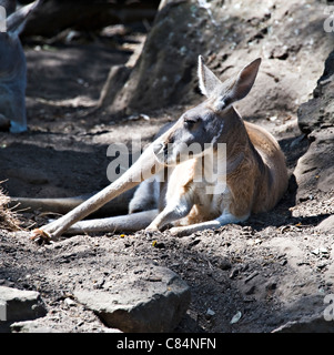 Ein roter Känguruh im Taronga Zoo Sydney New South Wales Australien Stockfoto