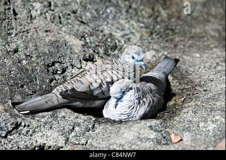Ein paar ruhige Tauben australische gebürtige Vögel im Taronga Zoo Sydney New South Wales Australien Stockfoto