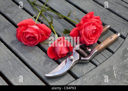 DREI ROTE ROSEN UND GARTENSCHERE AUF LATTENROST HOLZTISCH IM GARTEN UK Stockfoto