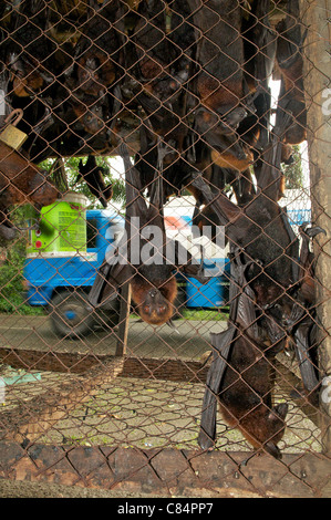 Fledermäuse zum Verkauf am Straßenstand, Teil des Buschfleischhandels, mit dem Risiko, dass Menschen- und Tierkrankheiten übergehen. Stockfoto