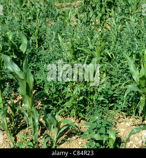 Fette Henne (Chenopodium Album) Blüte Unkraut in jungen Mais oder Mais Stockfoto