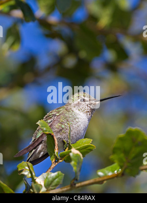 Kolibri auf einem Ast Stockfoto