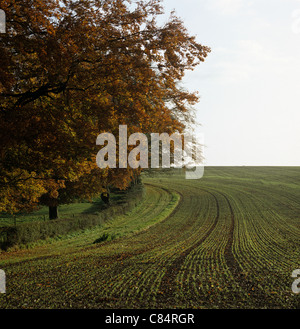 Landzunge, Buche und Bohrer Reihen von jungen Keimling Weizen im Herbst, Hampshire Stockfoto