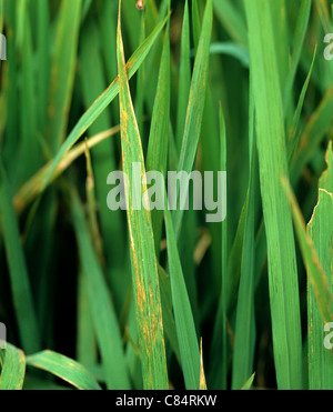 Bakterielle Blatt Streifen (Xanthomonas Oryzicola) Läsionen auf den Blättern von Reis Stockfoto