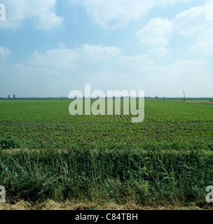 Junge Zuckerrüben-Ernte auf Lincolnshire Fenland Flatfield, Juni Stockfoto