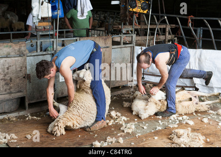 Schafschur auf einem Exmoor-Farm in Cloutsham, Somerset Stockfoto