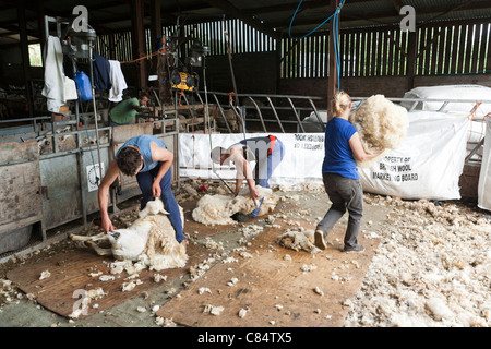 Schafschur auf einem Exmoor-Farm in Cloutsham, Somerset Stockfoto