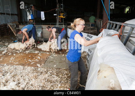 Eine moderne Polypropylen Woolsack wird zugenäht während Schafschur auf einem Exmoor-Farm in Cloutsham, Somerset Stockfoto