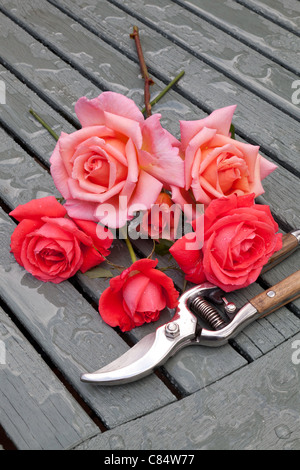 ROSEN UND GARTENSCHERE AUF LATTENROST HOLZTISCH IM GARTEN UK Stockfoto