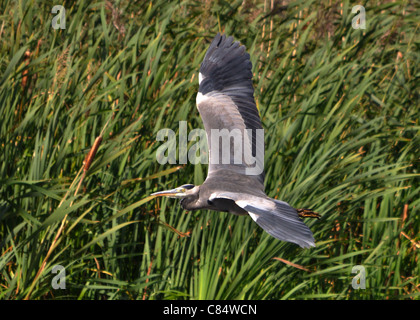 Graureiher fliegen über Röhricht Stockfoto