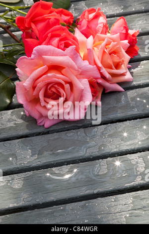 ROT UND ROSA ROSEN SCHNEIDEN AUF LATTENROST TISCH IM GARTEN Stockfoto