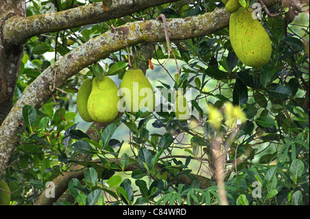 einige Streifenhyänen auf einem Baum in Uganda (Afrika) Stockfoto