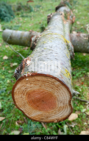 Stub Alter Baum Stockfoto