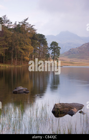 Eine herbstliche Ansicht von Langdale Pikes, Blea Tarn in den Lake District National Park im Morgengrauen entnommen. Stockfoto