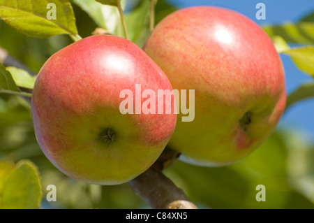 Apfelplantage mit Cluster Äpfel auf Zweigen Stockfoto