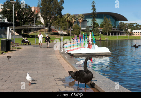 Eine australische Black Swan watschelnd entlang der Esplanade von Torrens River in Adelaide South Australia SA Stockfoto