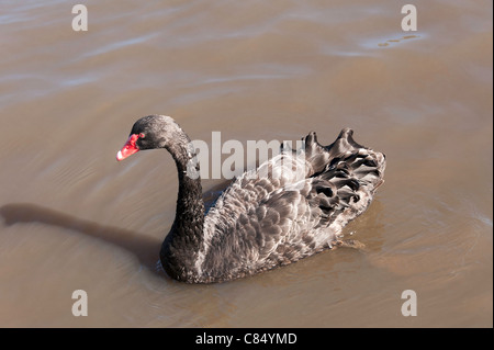 Eine australische Black Swan schwimmen auf Torrens Lake Adelaide South Australia SA Stockfoto