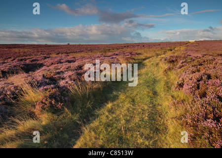 Hell lila Heidekraut bei hohen Felsen Ridge in der Nähe von Pateley Bridge in Nidderdale, Yorkshire, England Stockfoto