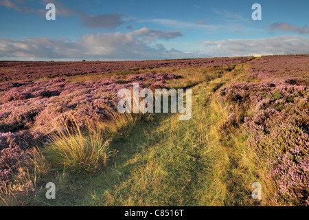 Hell lila Heidekraut bei hohen Felsen Ridge in der Nähe von Pateley Bridge in Nidderdale, Yorkshire, England Stockfoto