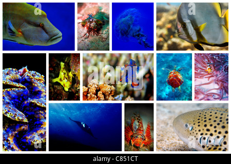 Collage aus der bunten Unterwasserwelt in Asien Stockfoto