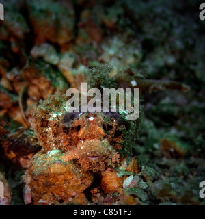 Ein Jungtier von ca. 7-8 cm bärtige Drachenköpfe Versteck bei Bida Nok Tauchplatz auf Phi Phi, Thailand Stockfoto