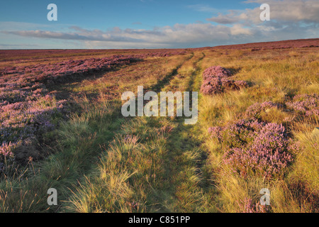 Hell lila Heidekraut bei hohen Felsen Ridge in der Nähe von Pateley Bridge in Nidderdale, Yorkshire, England Stockfoto