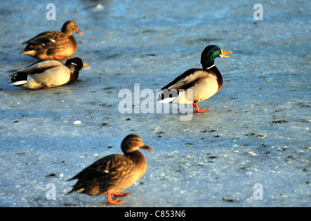 Enten auf einem zugefrorenen Teich in einem schweren schottischen Winter. Stockfoto