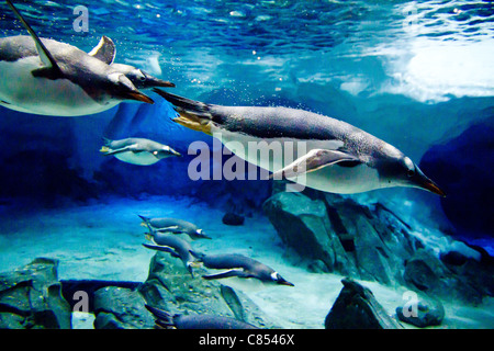 Gentoo Penguin (Pygoscelis Papua) Schwimmen unter Wasser Stockfoto