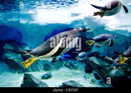 Gentoo Penguins (Pygoscelis Papua) Schwimmen unter Wasser. Stockfoto