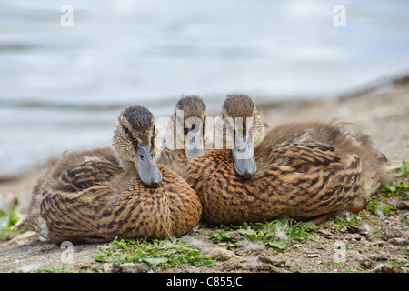 Baby-Enten im Stanley Park, Vancouver Kanada Stockfoto