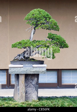 Foto zeigt "Chihiro", einer japanischen fünf-Nadel Kiefer auf dem Display im Saitama Omiya Bonsai Museum of Art in Saitama, Japan Stockfoto