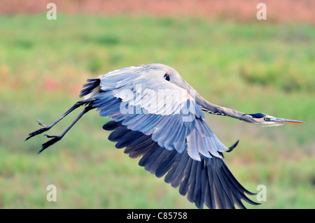 Großer Blaureiher (Ardea herodias) im Flug über ein grasbewachsenes Feld, Flügel vollständig ausgezogen, mit schieferblauem Gefieder und langem Hals. Stockfoto