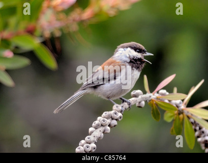 Ein kastanienhinterer Chickadee-Vogel - Poecile rufescens, auf einem Ast thront, vor einem verschwommenen Hintergrund abgebildet. Stockfoto