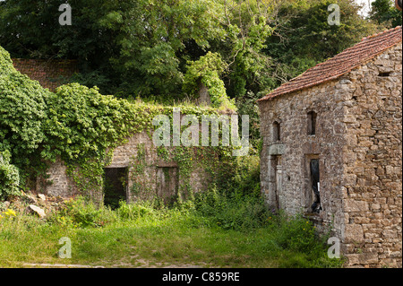 Surtainville verwüstete und verlassenen Hof mit Efeu und Gestrüpp überwuchert Stockfoto