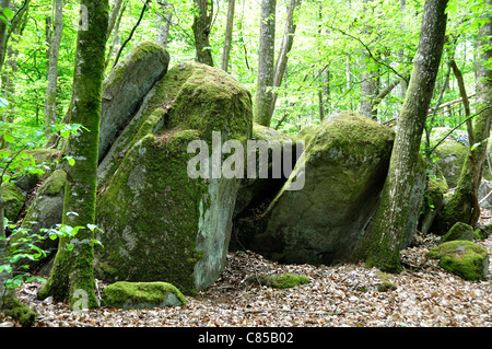 Ein Holz mit Ausrichtung der Felsen, eine megalithische und geheimen Ort in der Nähe von La table au diable (Passais, Orne, Frankreich). Stockfoto