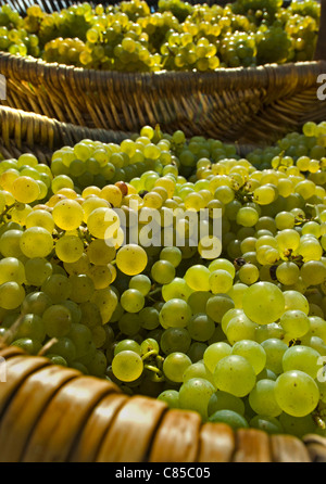 Ernte Körbe frisch Chardonnay Trauben in traditionellen burgundischen Weidenkörbe Burgund Frankreich geerntet Stockfoto