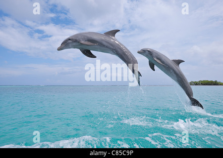 Gemeinsamen Bottlenose Delphine springen im Meer, Roatan, Bay Islands, Honduras Stockfoto